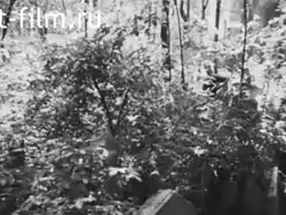 1937 film frame: overgrown Old Jewish Cemetery, stones among undergrowth